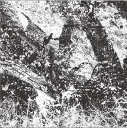 Index For Potential Suicide : The Newest Youth Rebellion